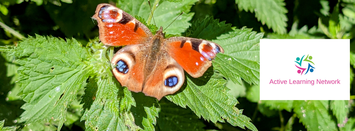 Peacock butterfly